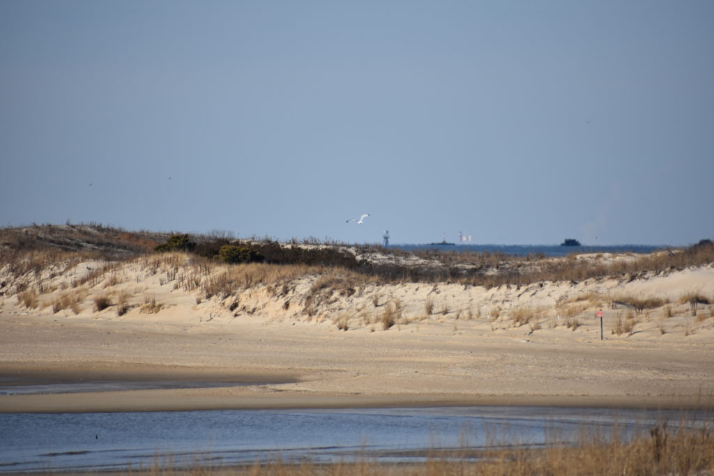 Delaware beaches, dune systems, walking dune, sussex county, delaware state parks, ghost crab, gackle, red fox, osprey