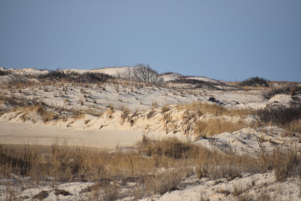 Delaware beaches, dune systems, walking dune, sussex county, delaware state parks, ghost crab, gackle, red fox, osprey