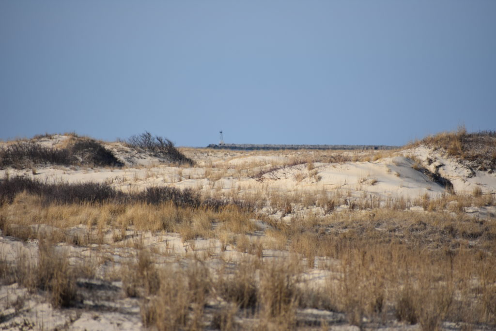 Delaware beaches, dune systems, walking dune, sussex county, delaware state parks, ghost crab, gackle, red fox, osprey