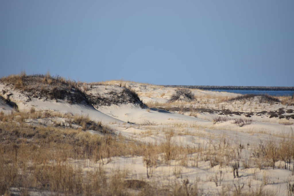 Delaware beaches, dune systems, walking dune, sussex county, delaware state parks, ghost crab, gackle, red fox, osprey