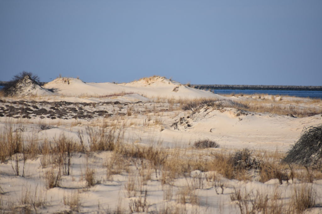 Delaware beaches, dune systems, walking dune, sussex county, delaware state parks, ghost crab, gackle, red fox, osprey
