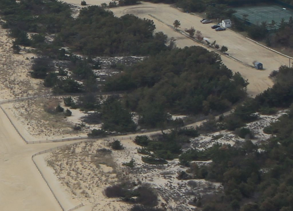 Delaware beaches, dune systems, walking dune, sussex county, delaware state parks, ghost crab, gackle, red fox, osprey