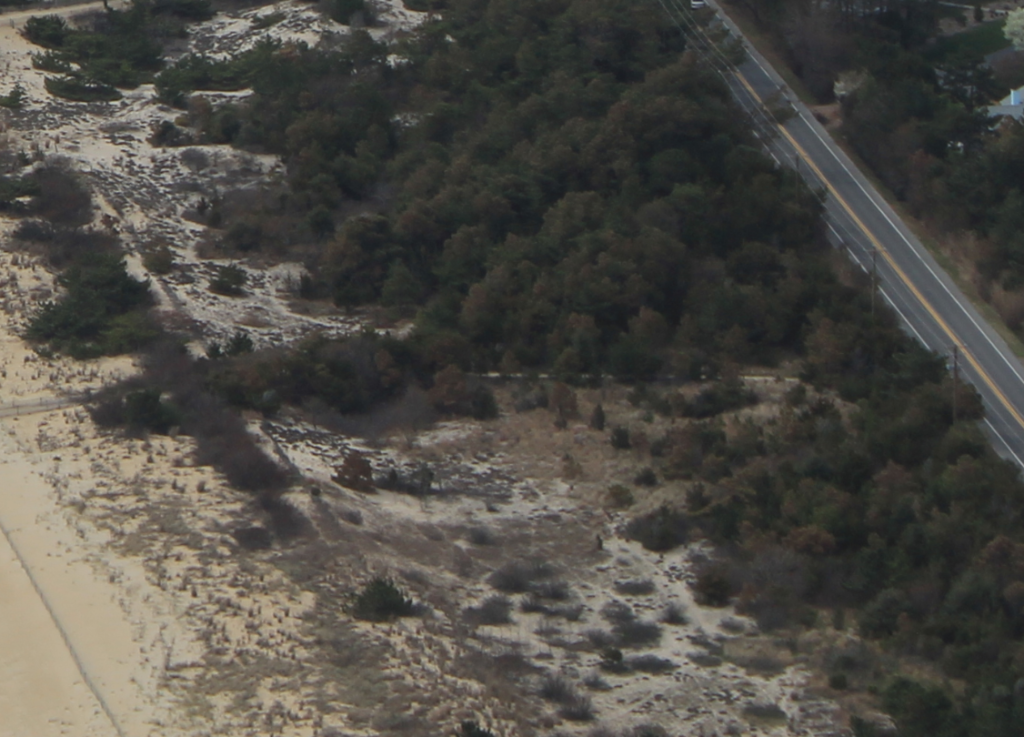 Delaware beaches, dune systems, walking dune, sussex county, delaware state parks, ghost crab, gackle, red fox, osprey