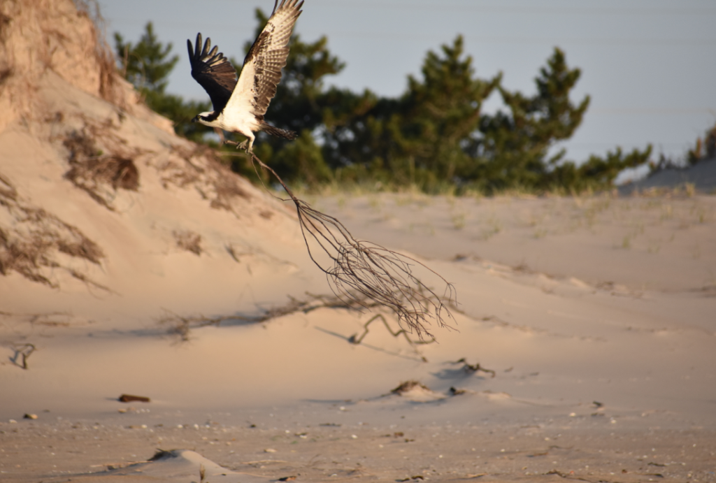 Delaware beaches, dune systems, walking dune, sussex county, delaware state parks, ghost crab, gackle, red fox, osprey