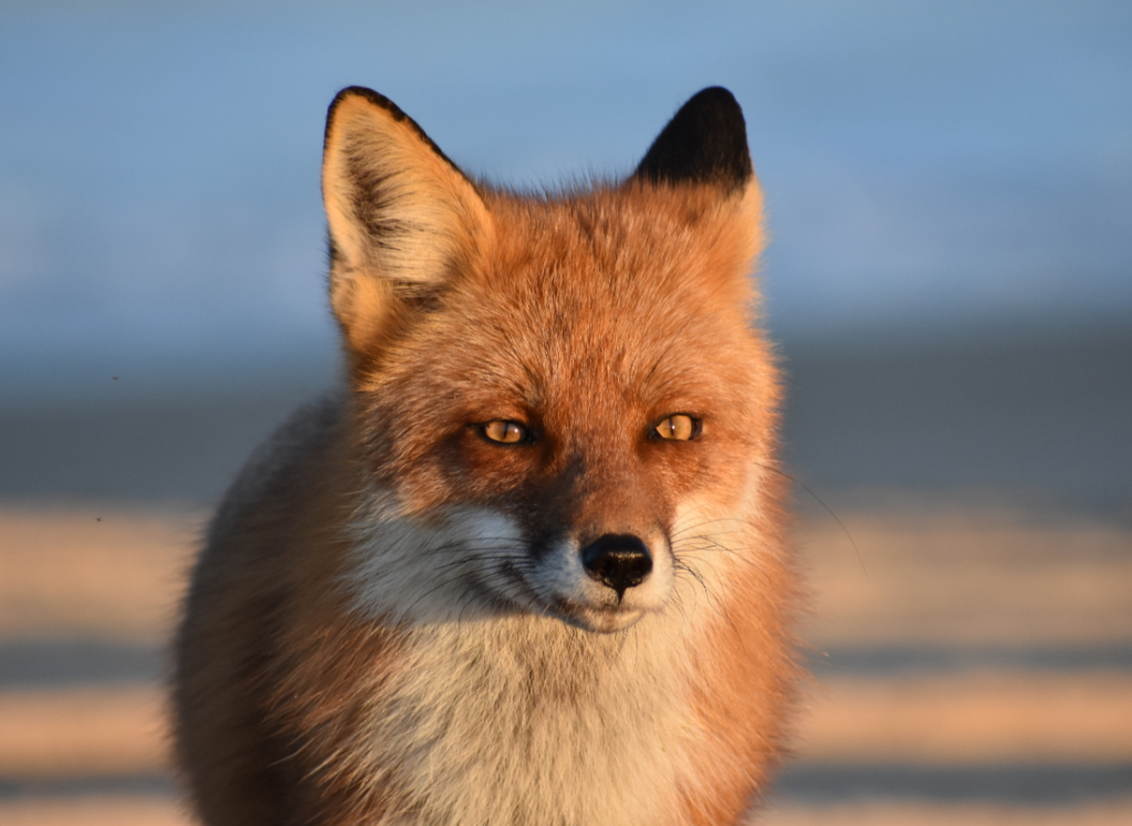 Delaware beaches, dune systems, walking dune, sussex county, delaware state parks, ghost crab, gackle, red fox, osprey