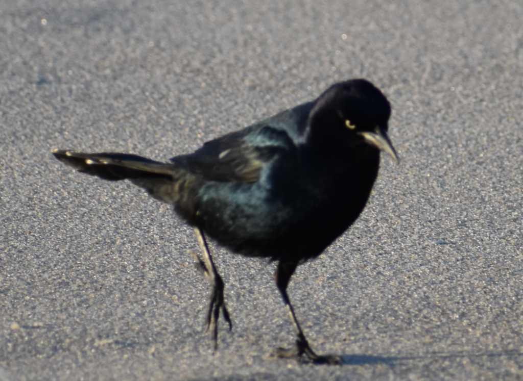 Delaware beaches, dune systems, walking dune, sussex county, delaware state parks, ghost crab, gackle, red fox, osprey