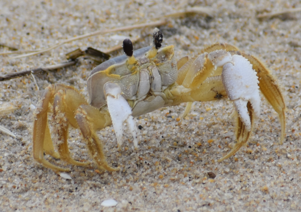 Delaware beaches, dune systems, walking dune, sussex county, delaware state parks, ghost crab, gackle, red fox, osprey