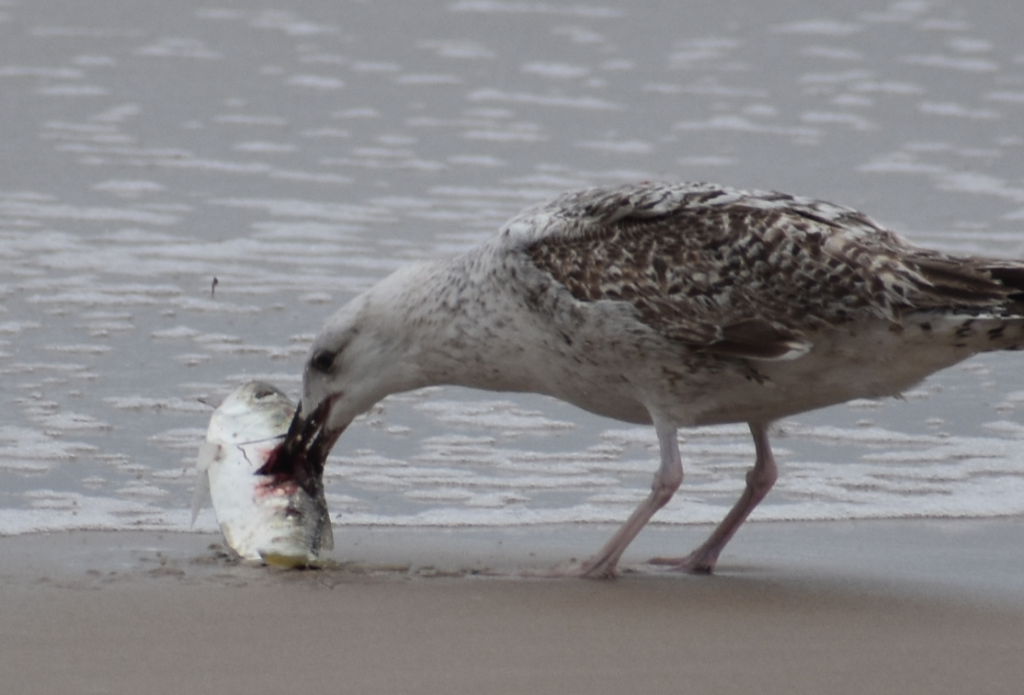 Delaware beaches, dune systems, walking dune, sussex county, delaware state parks, ghost crab, gackle, red fox, osprey