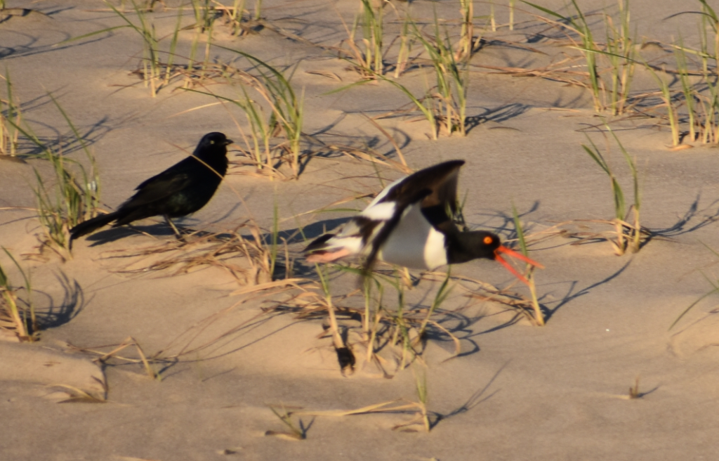 Delaware beaches, dune systems, walking dune, sussex county, delaware state parks, ghost crab, gackle, red fox, osprey