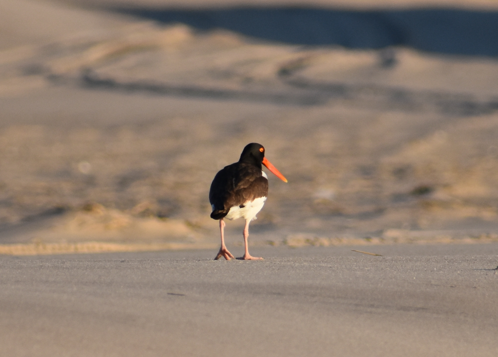 Delaware beaches, dune systems, walking dune, sussex county, delaware state parks, ghost crab, gackle, red fox, osprey. oyster catcher