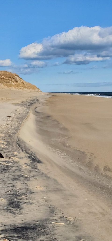 cape henlopen state park, great dune, navy crossing, drive on beach erosion, stumps on beach