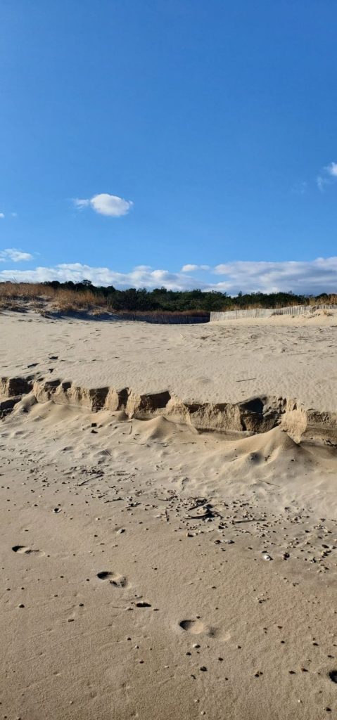 cape henlopen state park, great dune, navy crossing, drive on beach erosion, stumps on beach