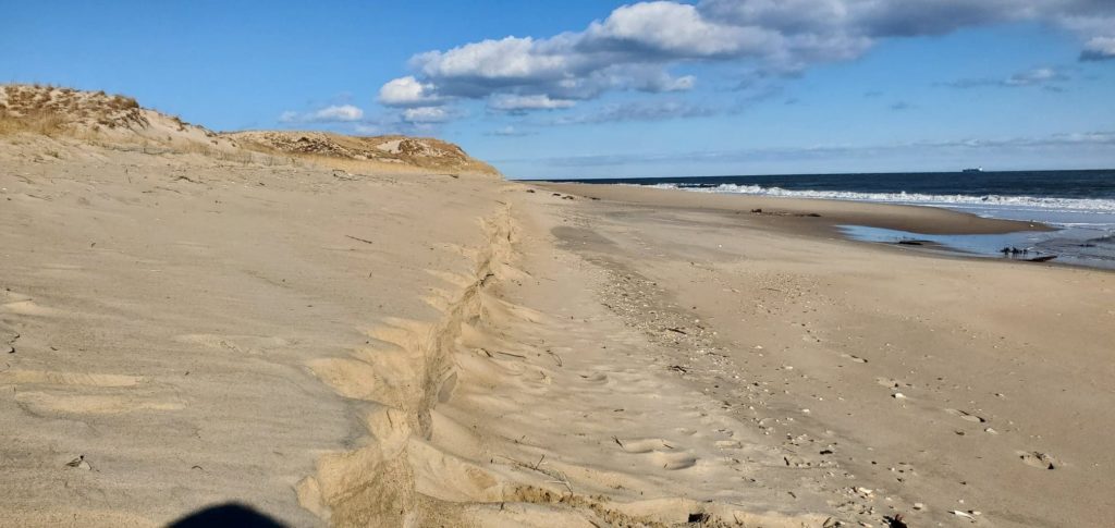 cape henlopen state park, great dune, navy crossing, drive on beach erosion, stumps on beach