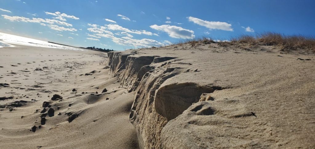 cape henlopen state park, great dune, navy crossing, drive on beach erosion, stumps on beach
