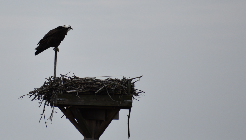 osprey, raptors, bird of prey, fish hawk, sussex county, delaware surf fishing