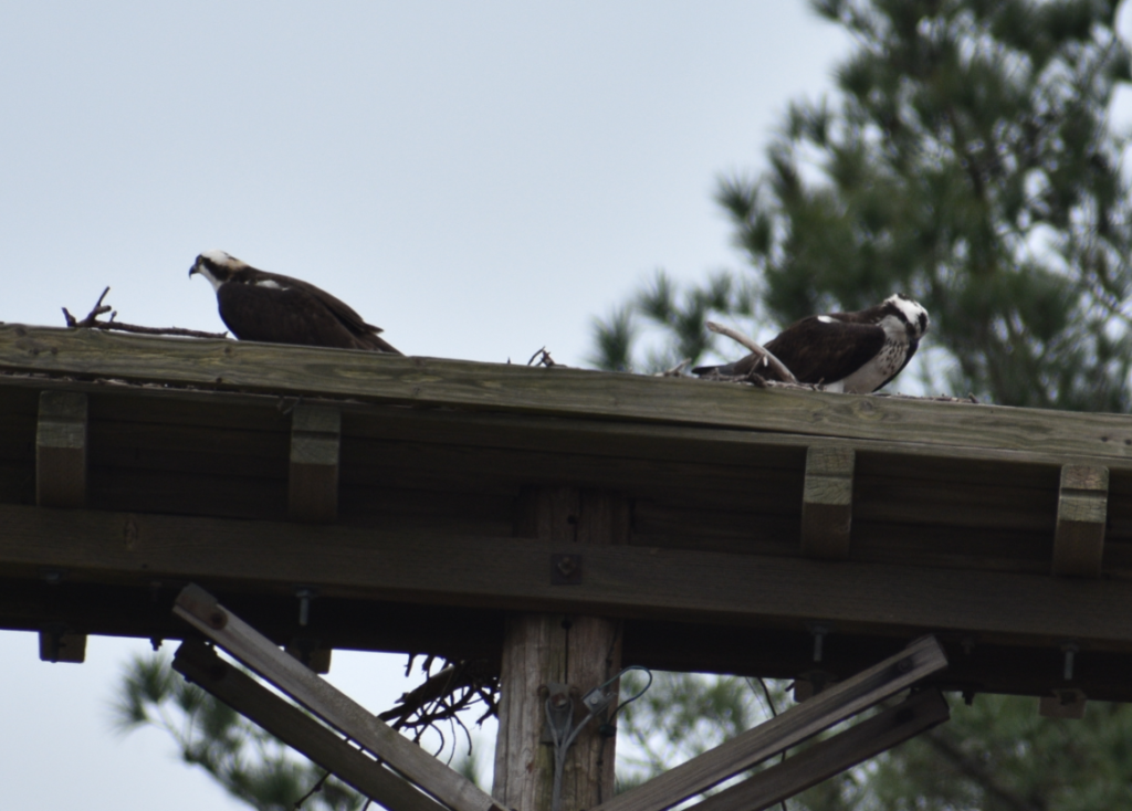 osprey, raptors, bird of prey, fish hawk, sussex county, delaware surf fishing