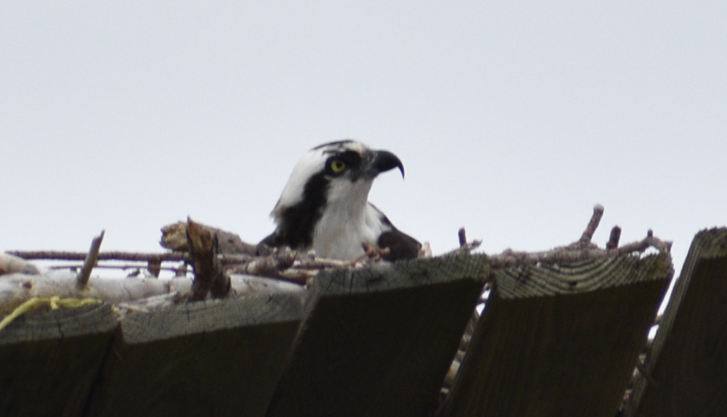 osprey, raptors, bird of prey, fish hawk, sussex county, delaware surf fishing