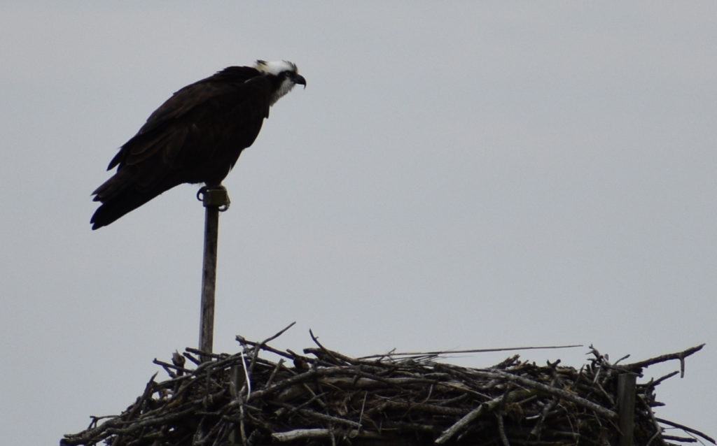 osprey, raptors, bird of prey, fish hawk, sussex county, delaware surf fishing
