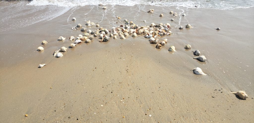w impact beach combing