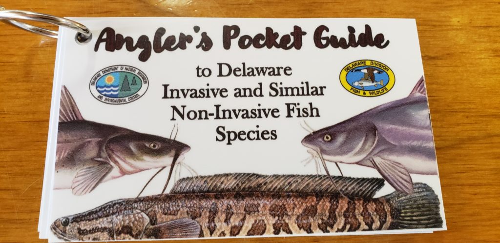 delaware invasive fish species, northrn snakehead, blue catfish, channel catfish, flathead catfish, white catfish, brown bullhead, yellow bullhead, bowfin