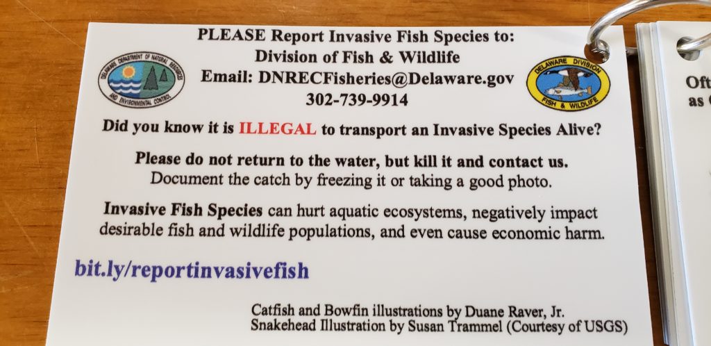 delaware invasive fish species, northrn snakehead, blue catfish, channel catfish, flathead catfish, white catfish, brown bullhead, yellow bullhead, bowfin