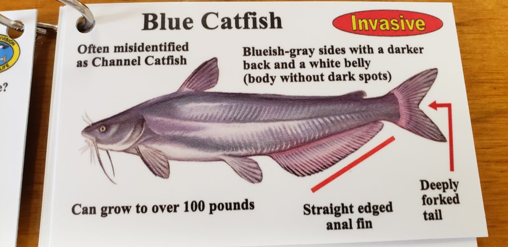 delaware invasive fish species, northrn snakehead, blue catfish, channel catfish, flathead catfish, white catfish, brown bullhead, yellow bullhead, bowfin