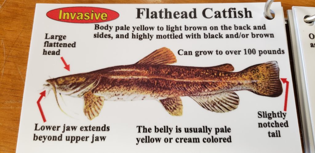 delaware invasive fish species, northrn snakehead, blue catfish, channel catfish, flathead catfish, white catfish, brown bullhead, yellow bullhead, bowfin