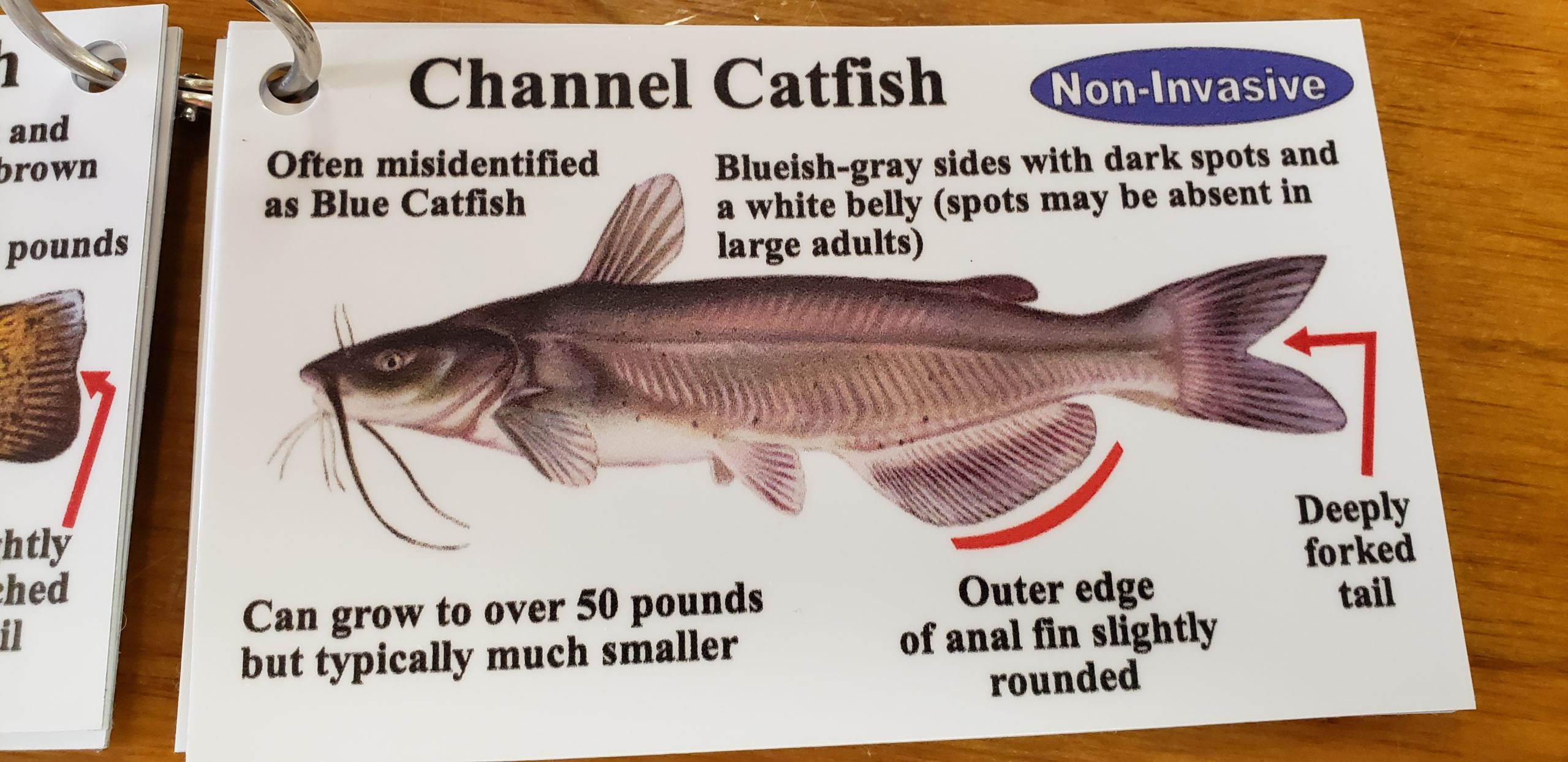 Channel Catfish