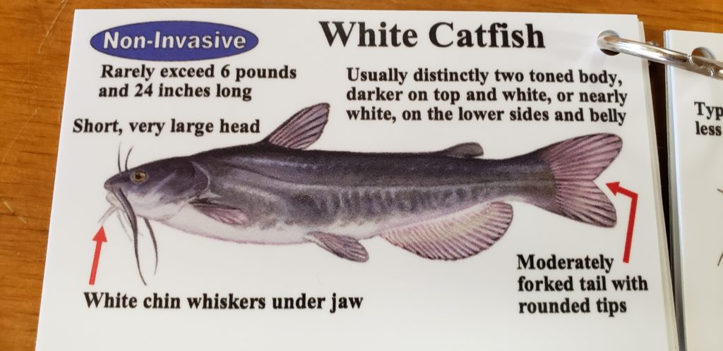 delaware invasive fish species, northrn snakehead, blue catfish, channel catfish, flathead catfish, white catfish, brown bullhead, yellow bullhead, bowfin