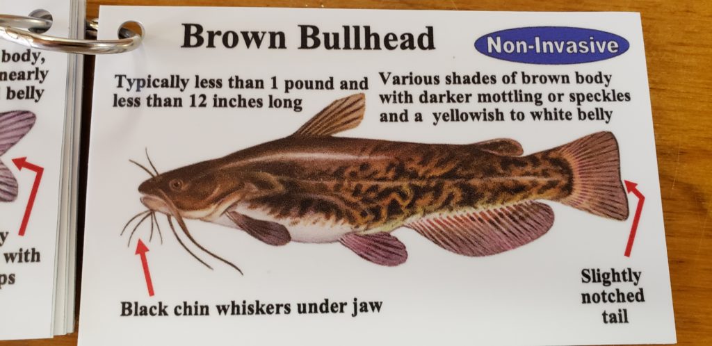 delaware invasive fish species, northrn snakehead, blue catfish, channel catfish, flathead catfish, white catfish, brown bullhead, yellow bullhead, bowfin