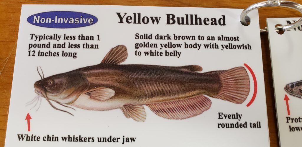 delaware invasive fish species, northrn snakehead, blue catfish, channel catfish, flathead catfish, white catfish, brown bullhead, yellow bullhead, bowfin