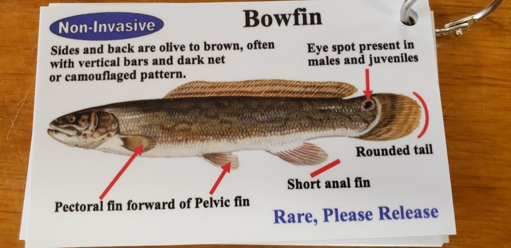 delaware invasive fish species, northrn snakehead, blue catfish, channel catfish, flathead catfish, white catfish, brown bullhead, yellow bullhead, bowfin