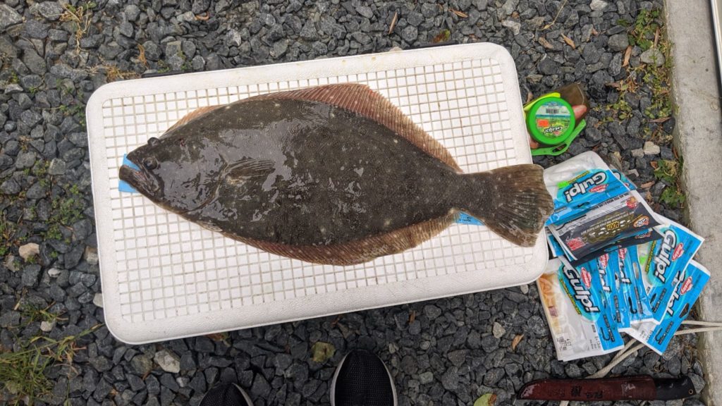 summer flounder, lewes canal, roosevelt inlet