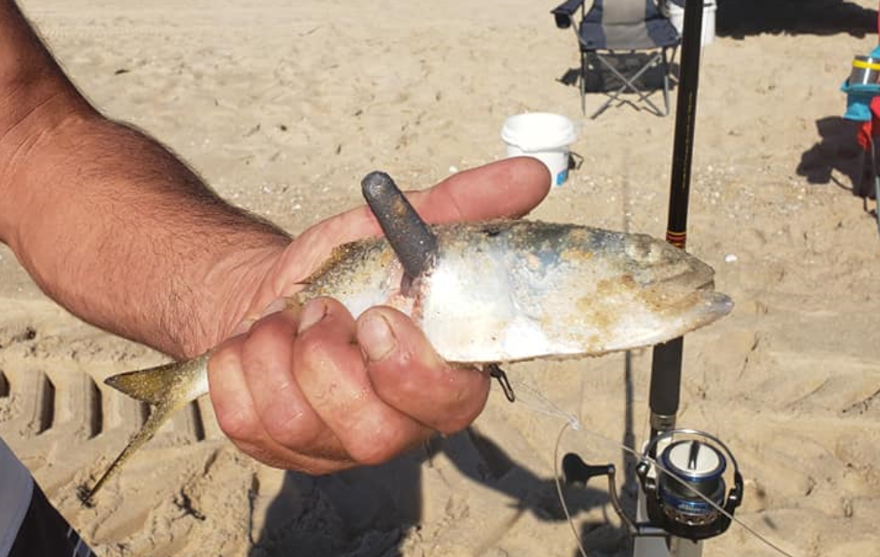 bunker snagged, fish stabbed by weight, delaware surf fishing