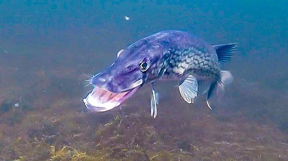 pickerel, underwater photography, go pro