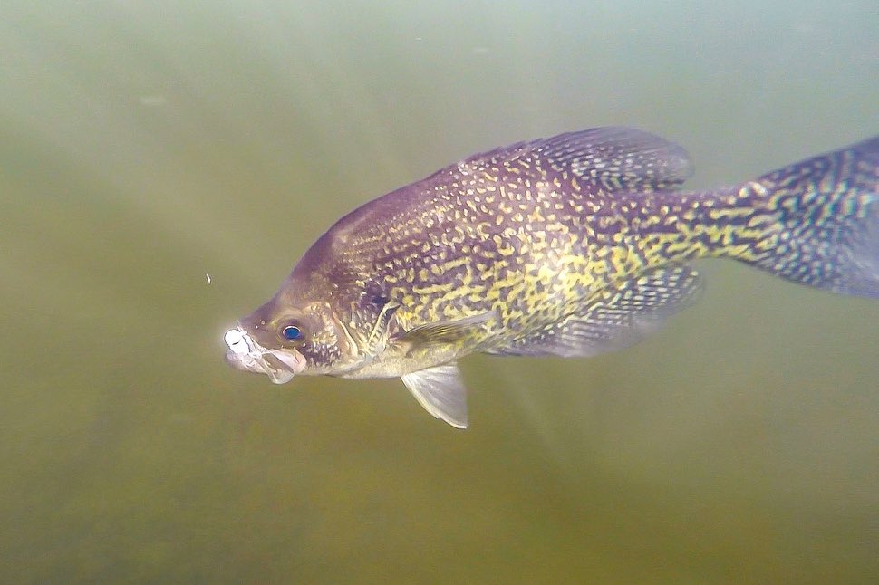 crappie bass, underwater photography