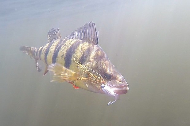 yellow perch, underwater photography 