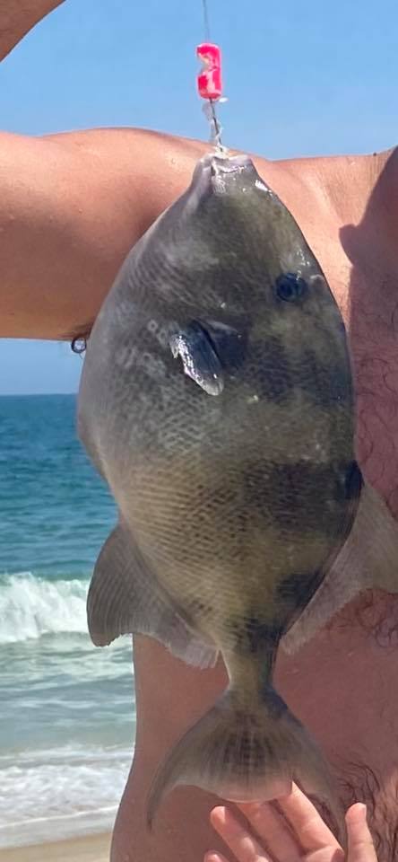 ds custom tackle kingfish rig, trigger fish, delaware surf fishing