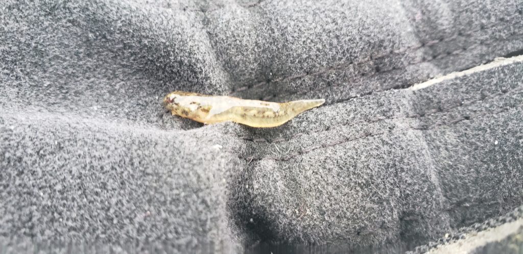 ghost crab pots, delaware sea grant, inland bays, Fish Finders for Stewardship Workshop, sea alice, rehoboth bay oyster company