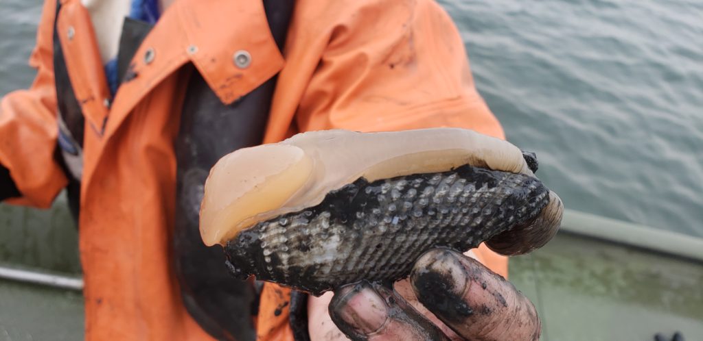 ghost crab pots, delaware sea grant, inland bays, Fish Finders for Stewardship Workshop, sea alice, rehoboth bay oyster company