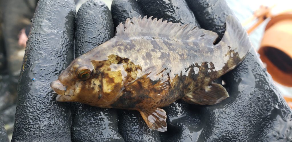 ghost crab pots, delaware sea grant, inland bays, Fish Finders for Stewardship Workshop, sea alice, rehoboth bay oyster company