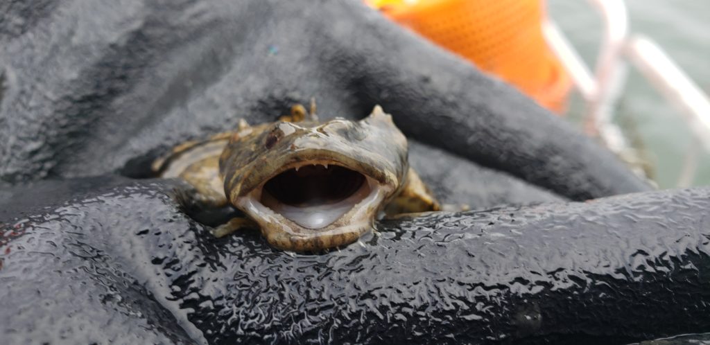ghost crab pots, delaware sea grant, inland bays, Fish Finders for Stewardship Workshop, sea alice, rehoboth bay oyster company