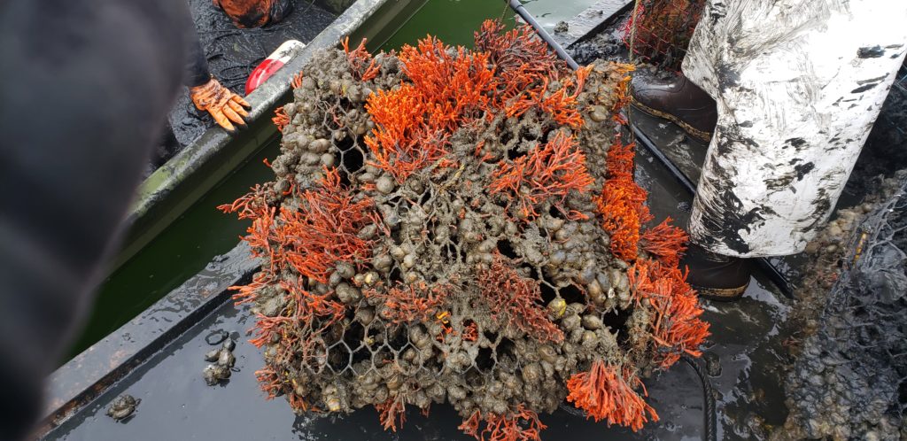 ghost crab pots, delaware sea grant, inland bays, Fish Finders for Stewardship Workshop, sea alice, rehoboth bay oyster company