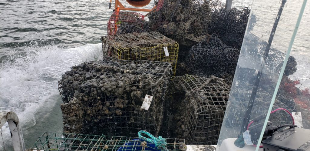 ghost crab pots, delaware sea grant, inland bays, Fish Finders for Stewardship Workshop, sea alice, rehoboth bay oyster company