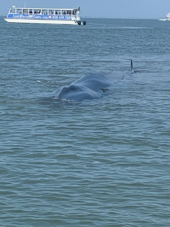 Fin whale, delaware surf fishing, cape henlopen state park, harbor of refuge, the point, breakwater east end lighthouse