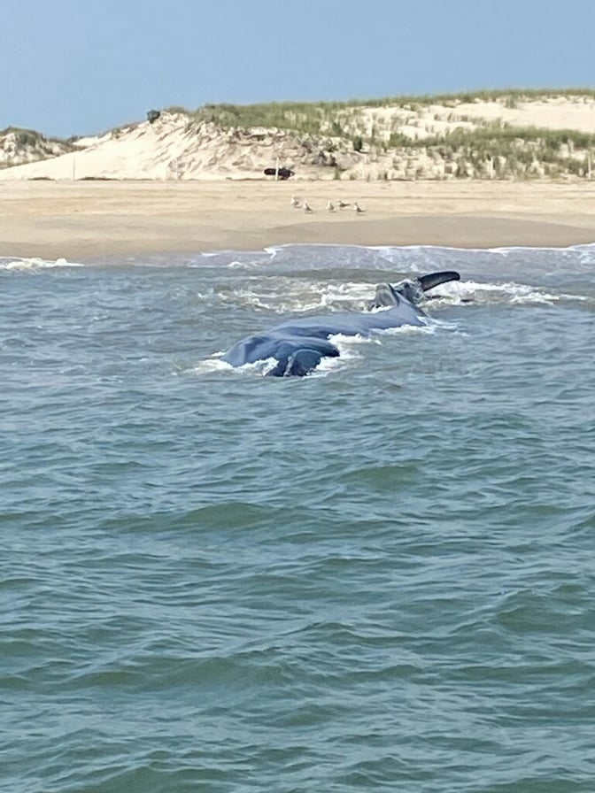 Fin whale, delaware surf fishing, cape henlopen state park, harbor of refuge, the point, breakwater east end lighthouse