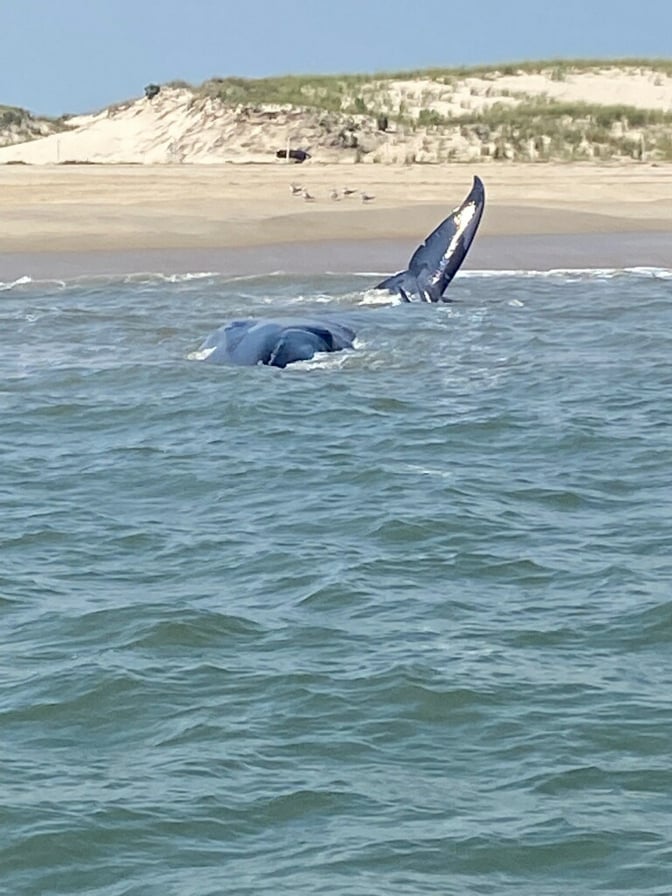 Fin whale, delaware surf fishing, cape henlopen state park, harbor of refuge, the point, breakwater east end lighthouse