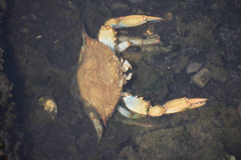 cupola park, boat ramp, millsboro, indian river headwaters, dead fish, dead crabs, fish carcasse dumping is illegal in delaware