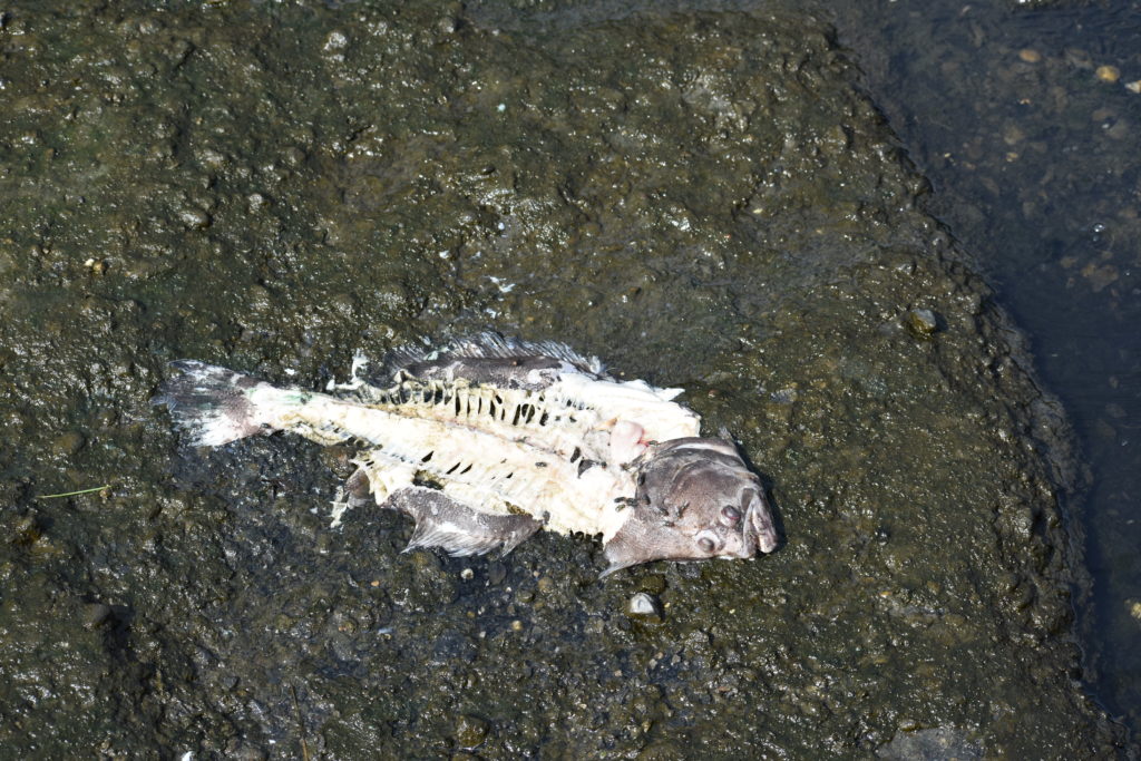cupola park, boat ramp, millsboro, indian river headwaters, dead fish, dead crabs, fish carcasse dumping is illegal in delaware