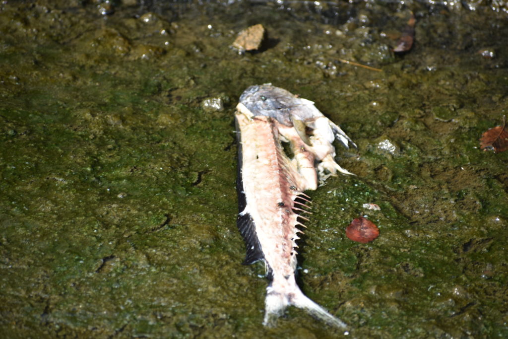 cupola park, boat ramp, millsboro, indian river headwaters, dead fish, dead crabs, fish carcasse dumping is illegal in delaware